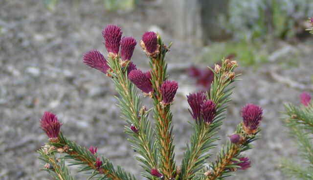 Picea abies 