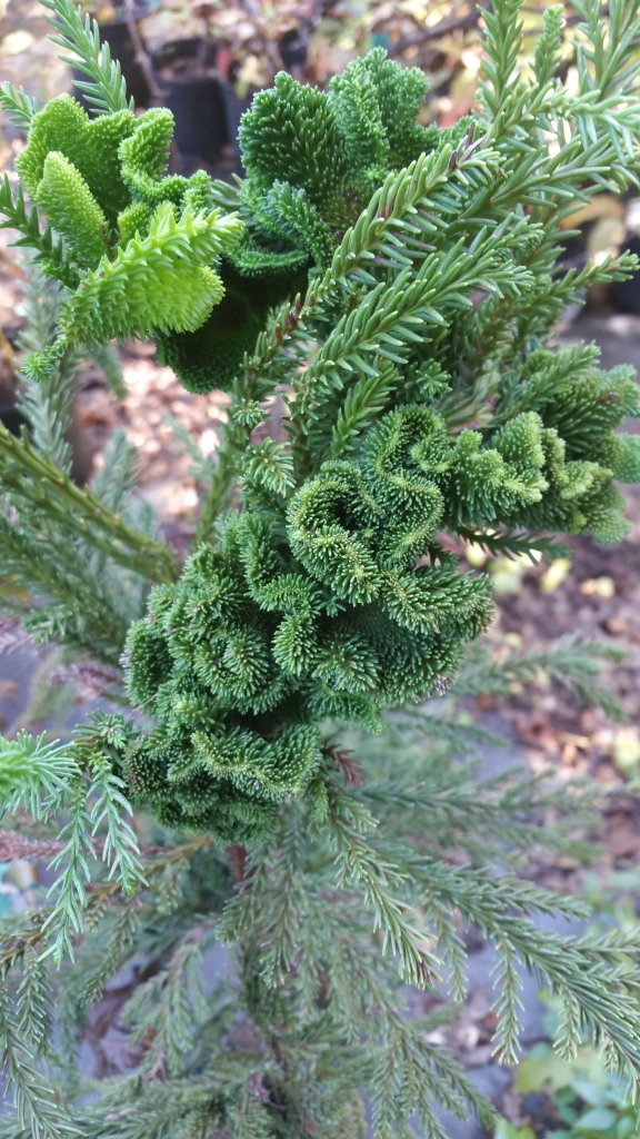 Cryptomeria japonica 