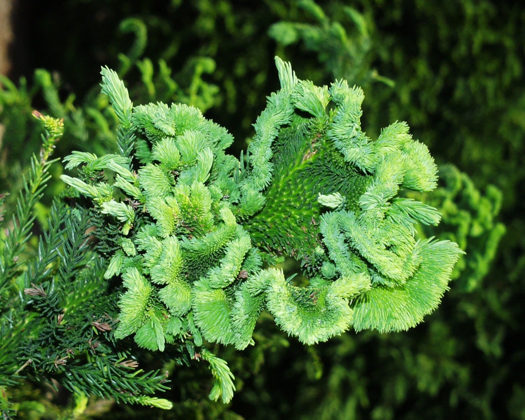 Cryptomeria japonica 