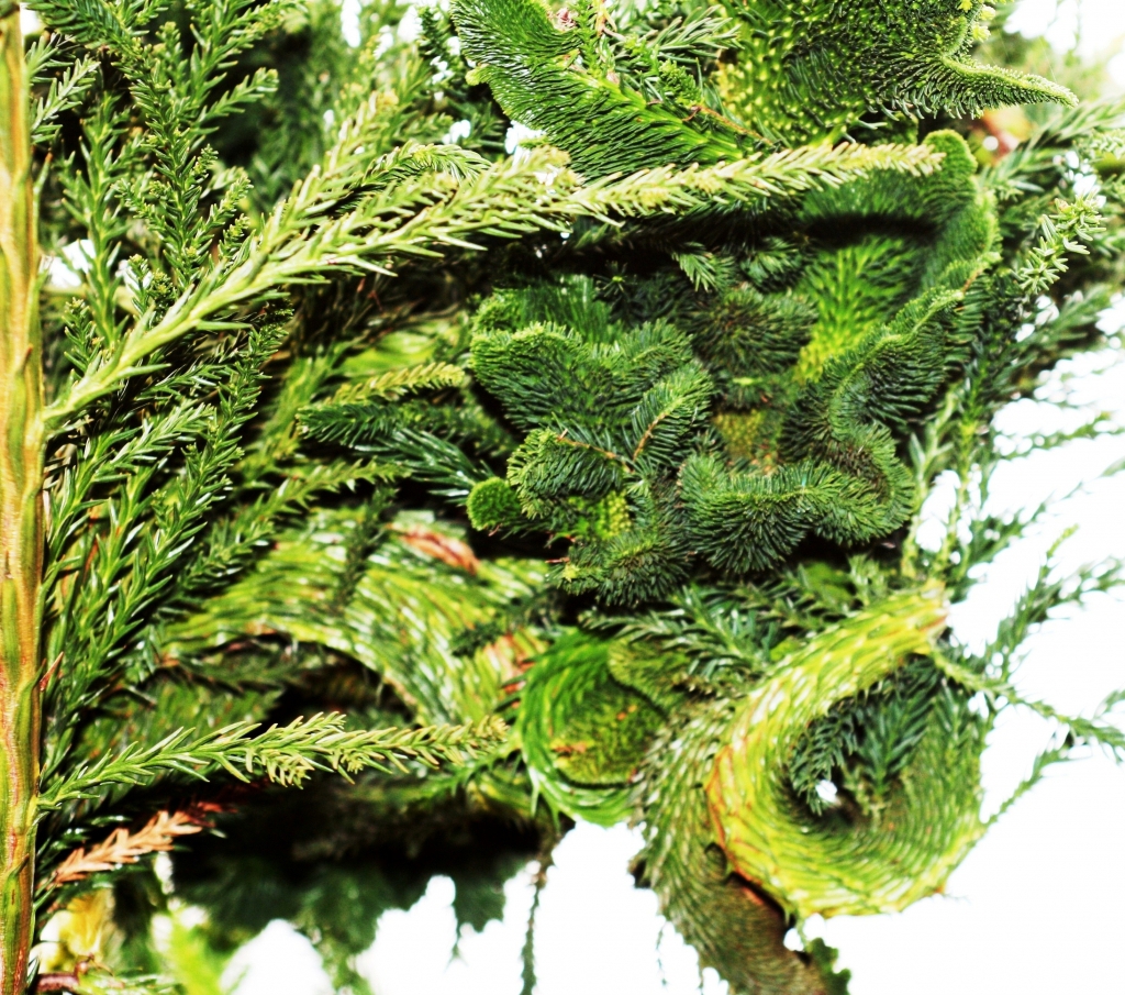 Cryptomeria japonica 