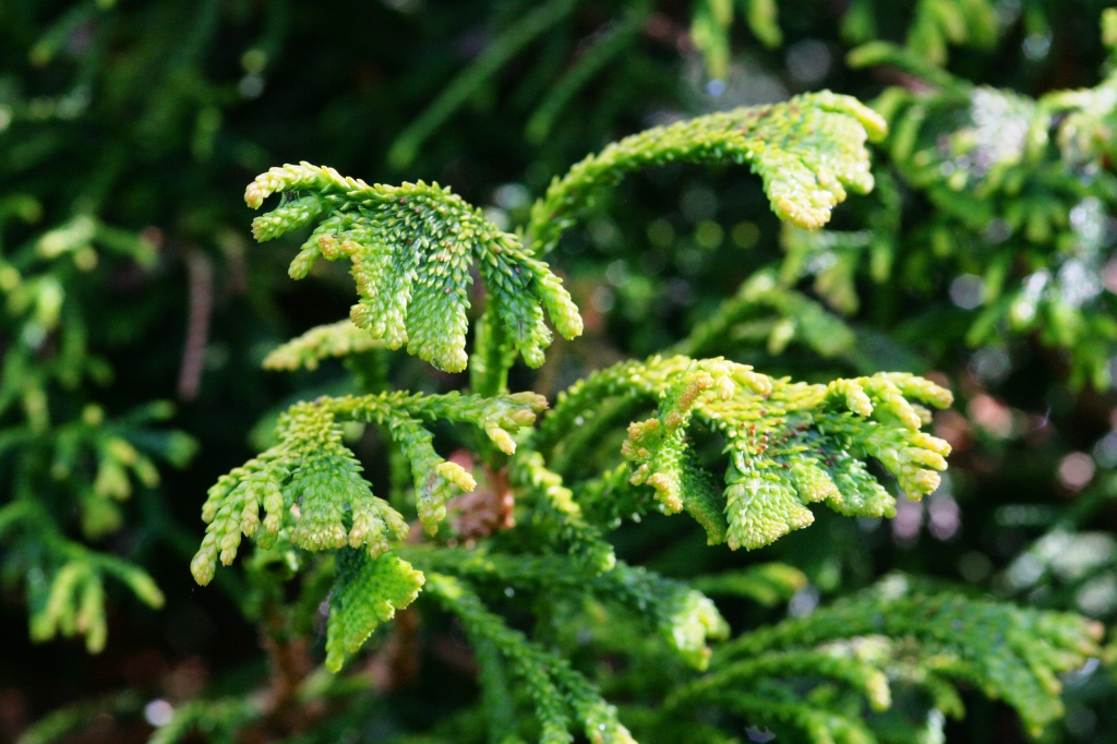 Cryptomeria japonica 