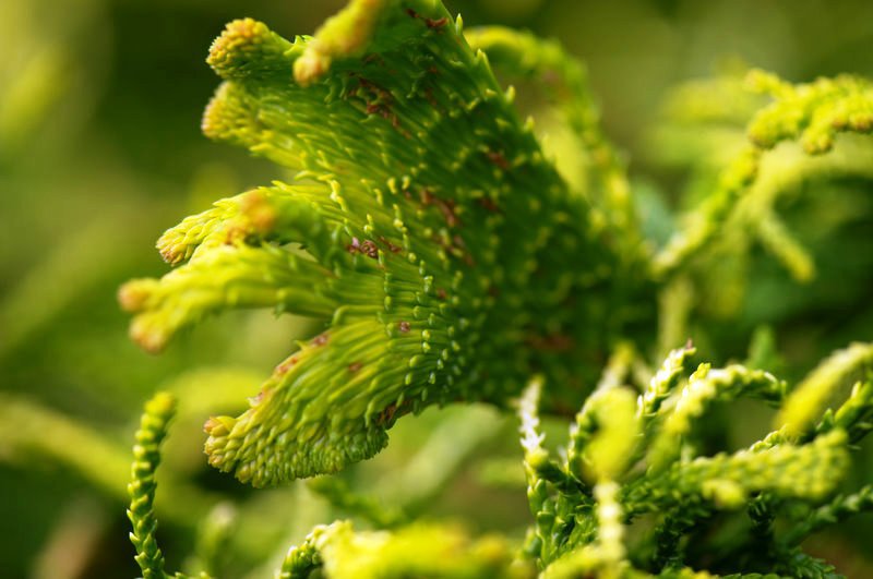 Cryptomeria japonica 