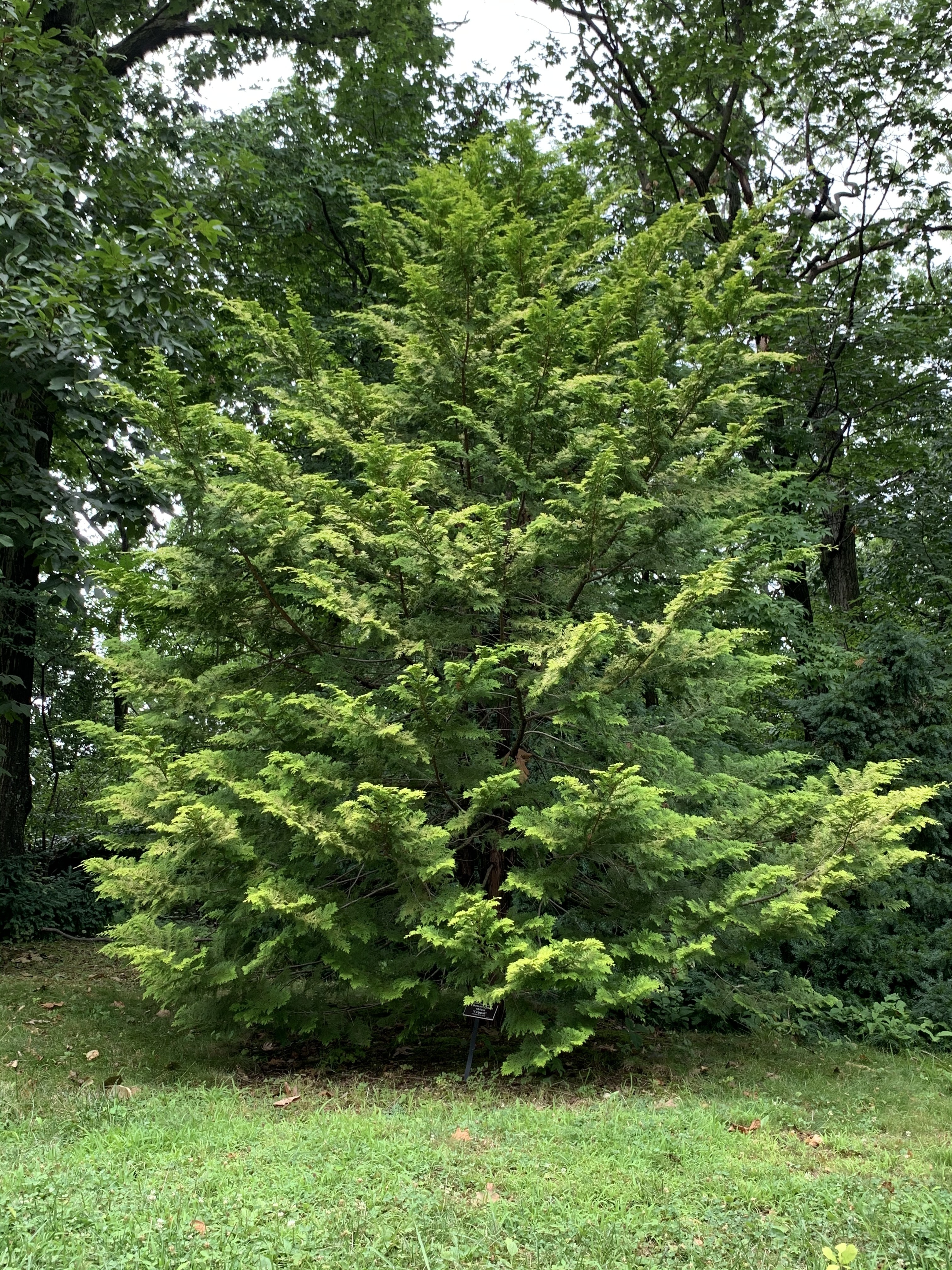 Chamaecyparis obtusa 