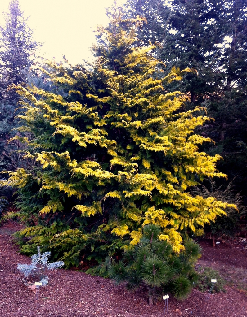 Chamaecyparis obtusa 