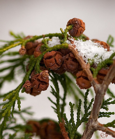 Chamaecyparis obtusa 