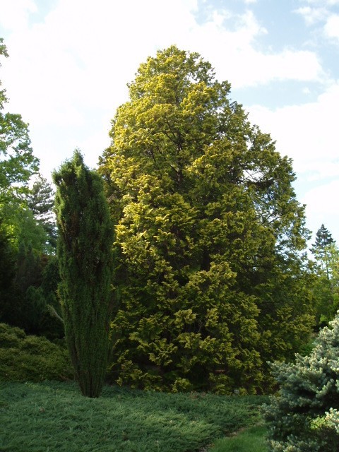 Chamaecyparis obtusa 