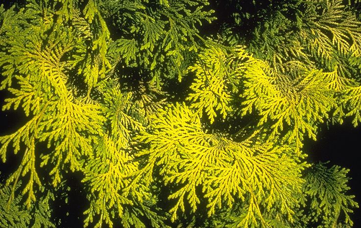 Chamaecyparis obtusa 