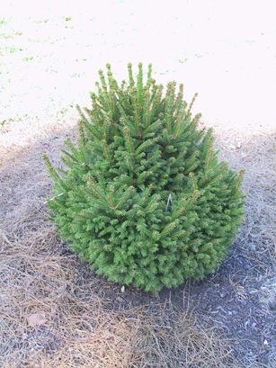 Picea abies 