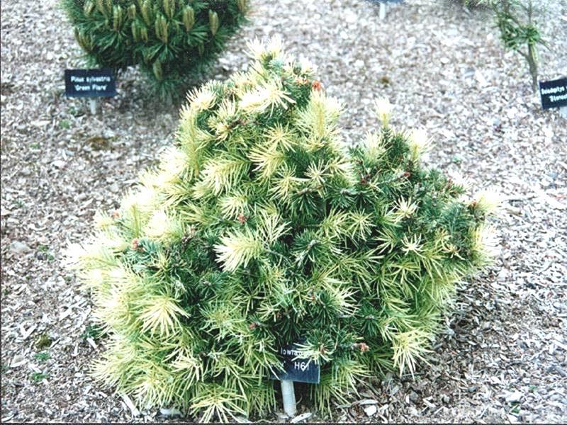 Abies concolor 