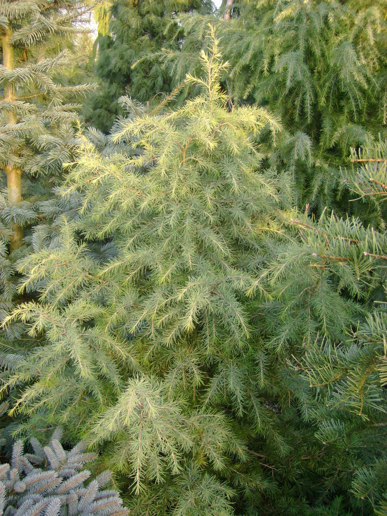 Cedrus deodara 