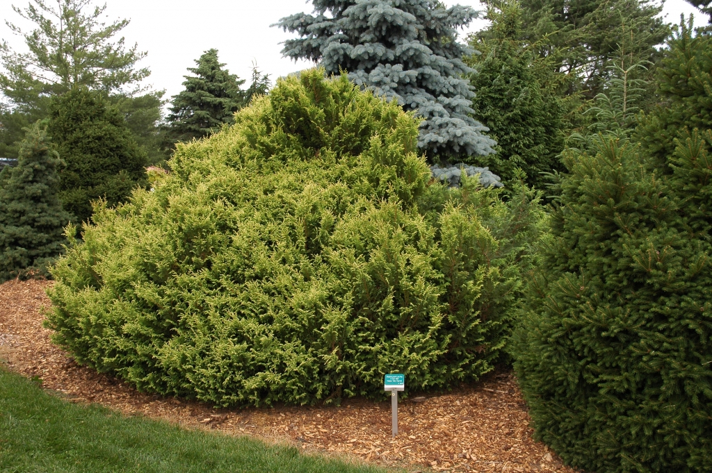 Chamaecyparis pisifera 