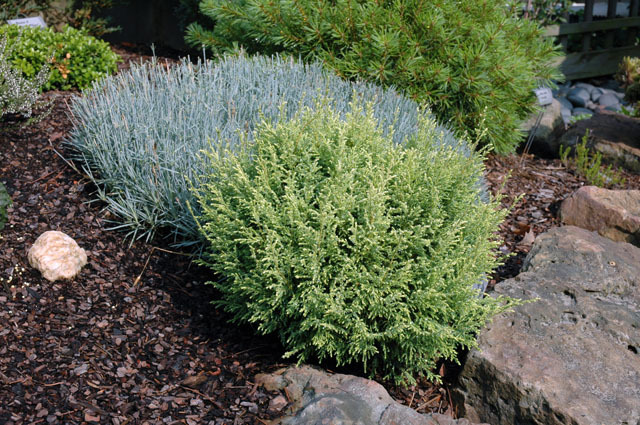 Chamaecyparis pisifera 
