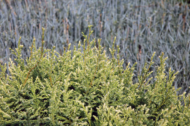 Chamaecyparis pisifera 