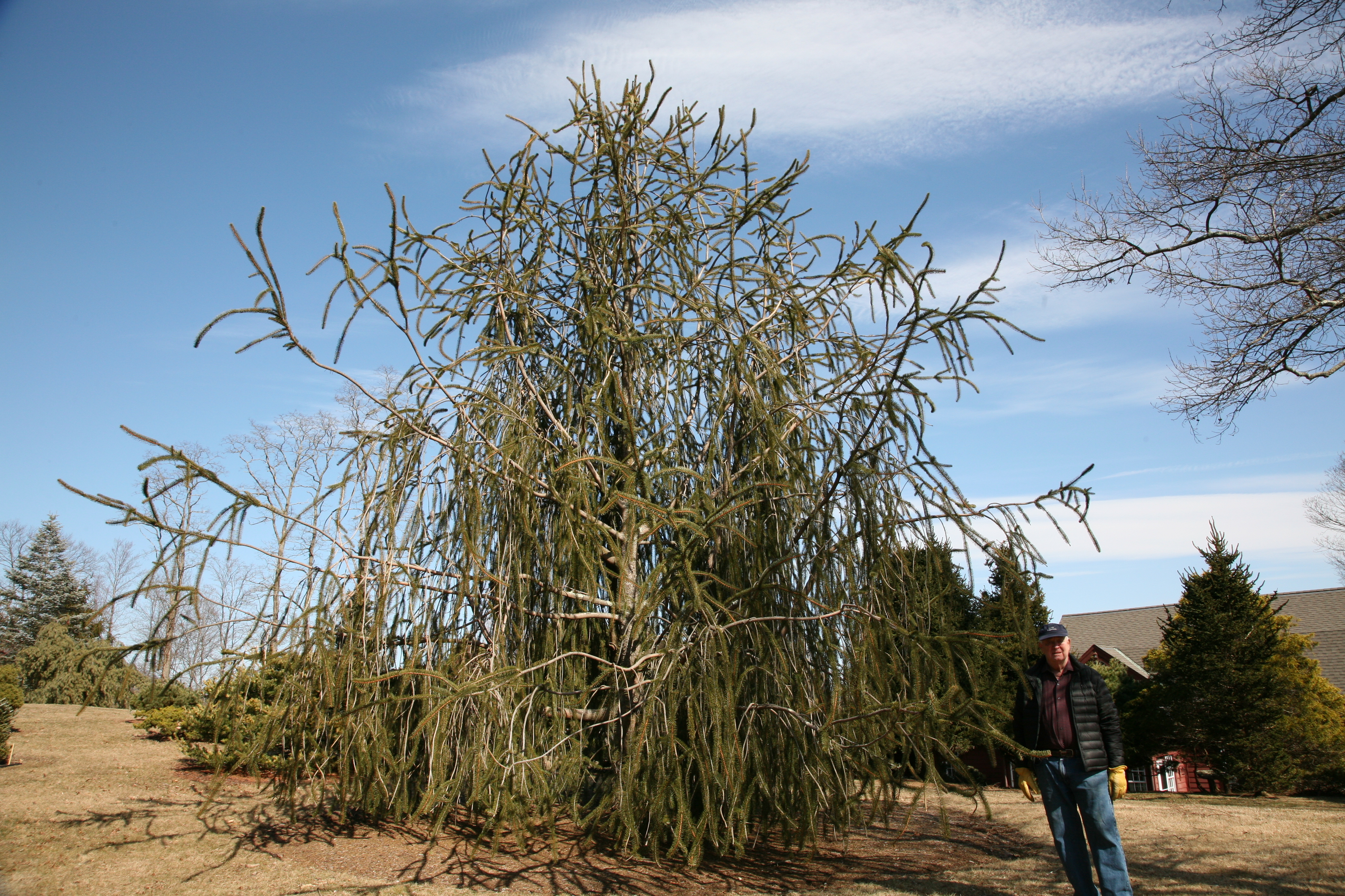 Picea abies 