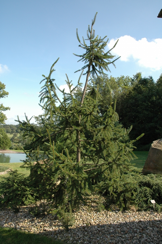Picea abies 