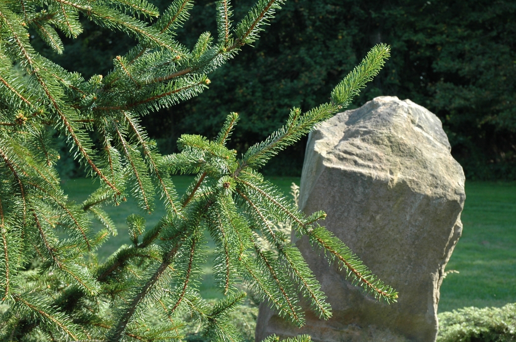 Picea abies 