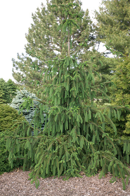 Picea abies 