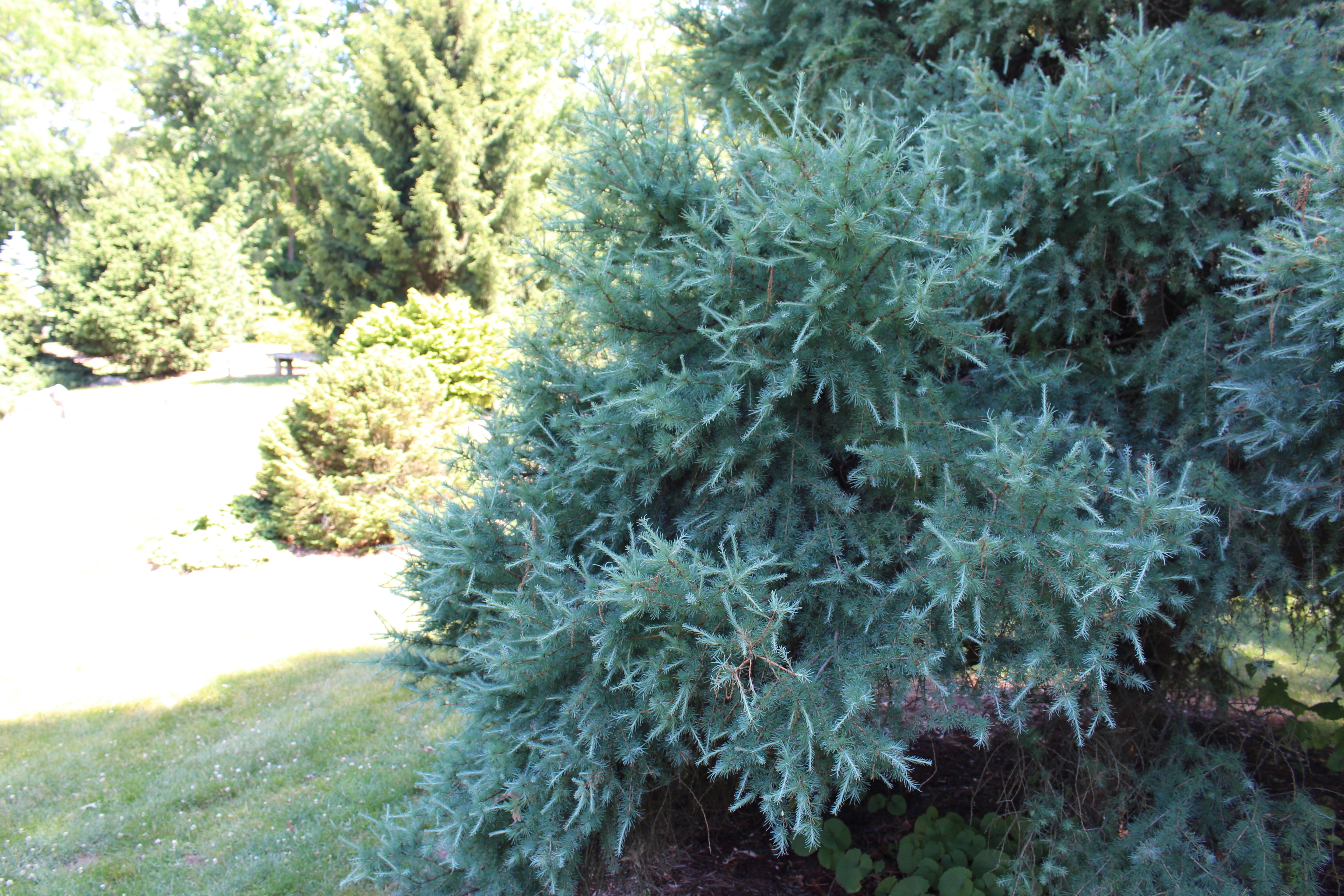 Larix laricina 