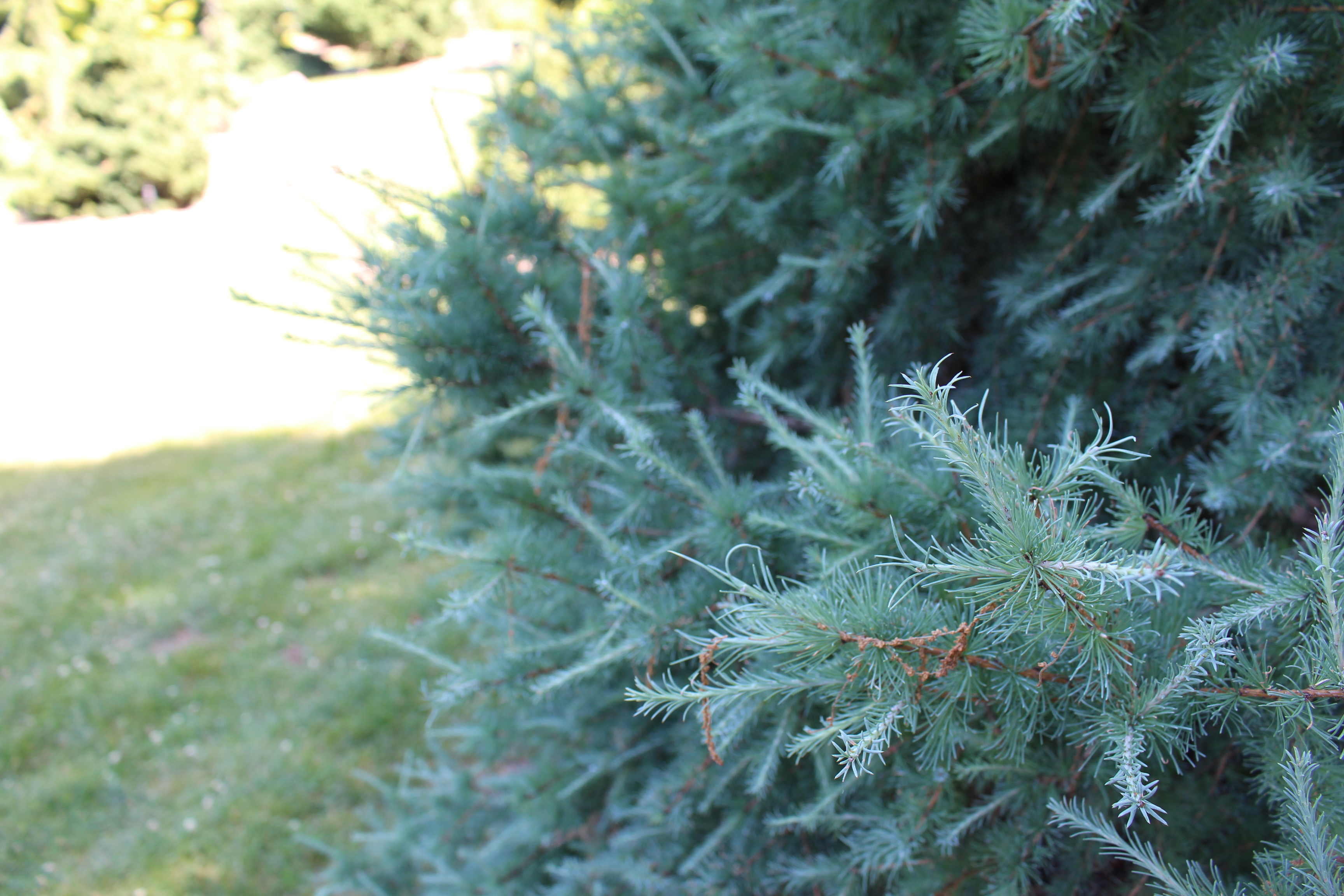Larix laricina 