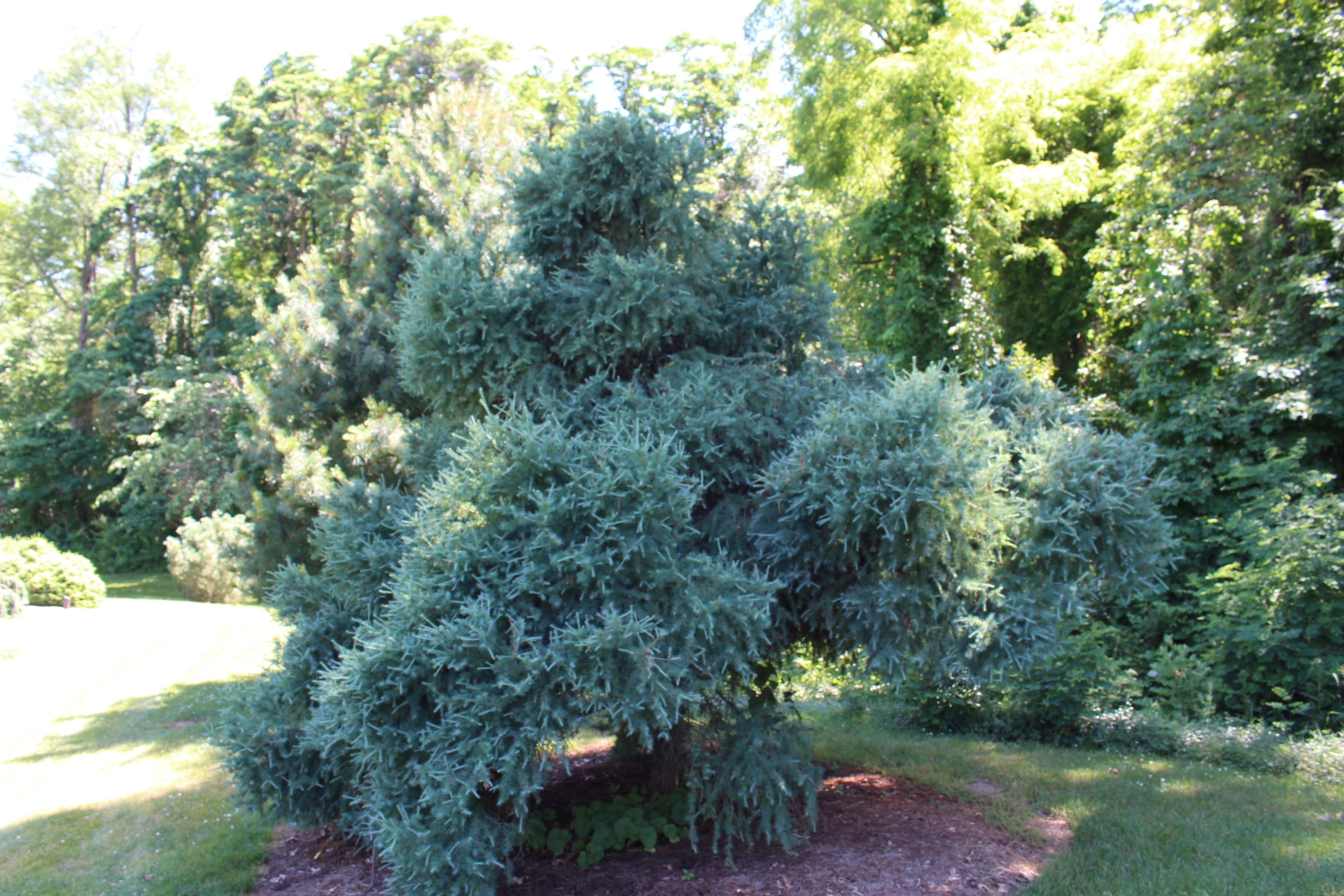 Larix laricina 