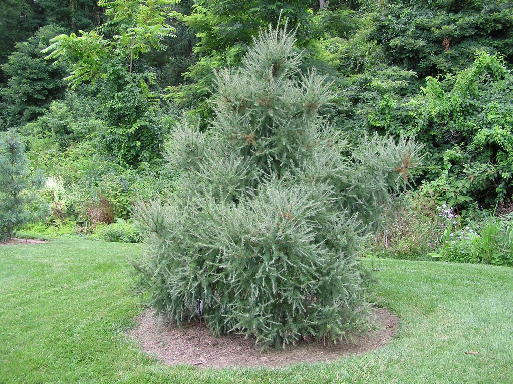 Larix laricina 