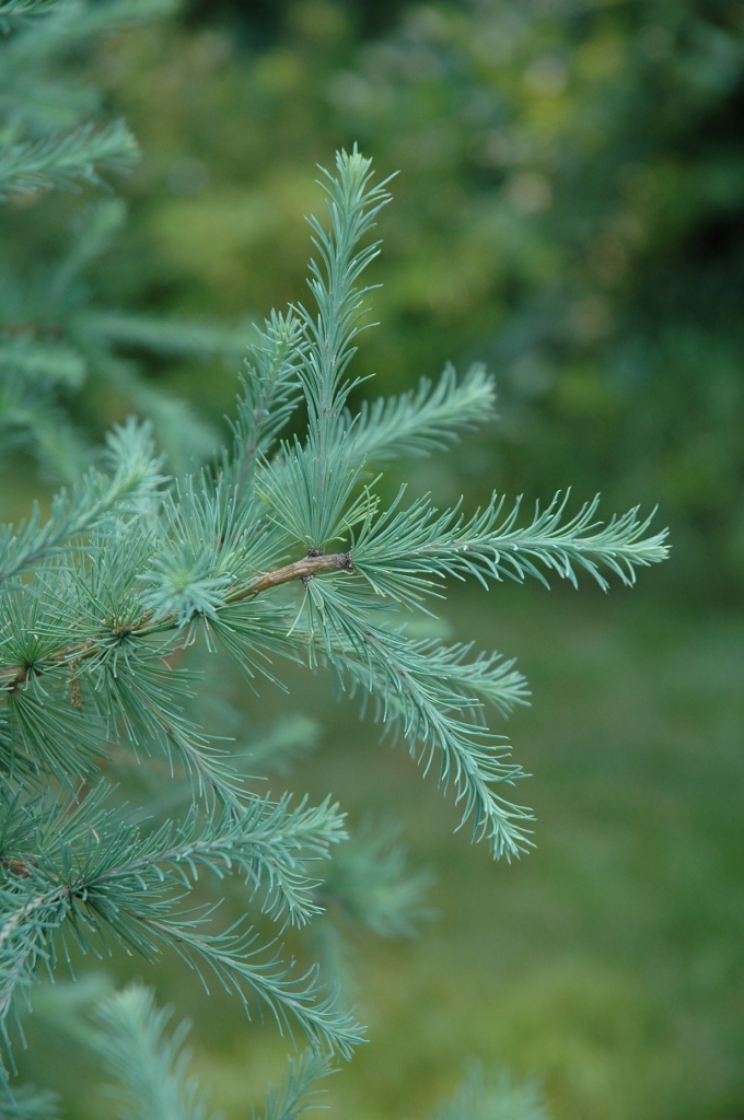 Larix laricina 