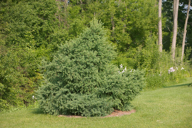 Larix laricina 