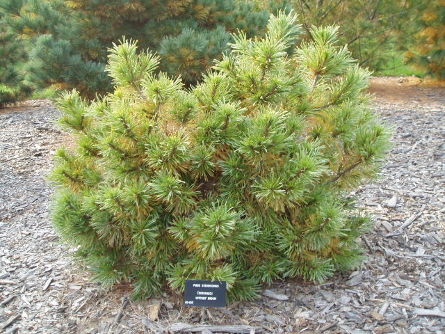 Pinus strobiformis 