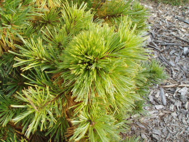 Pinus strobiformis 
