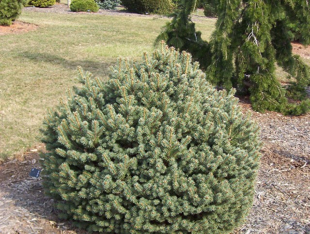 Picea pungens 