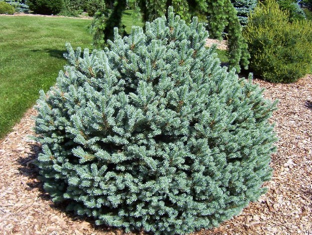 Picea pungens 