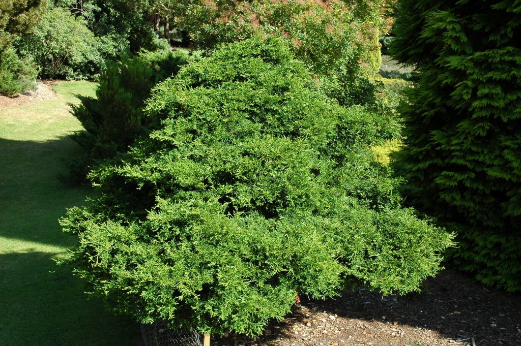 Chamaecyparis obtusa 