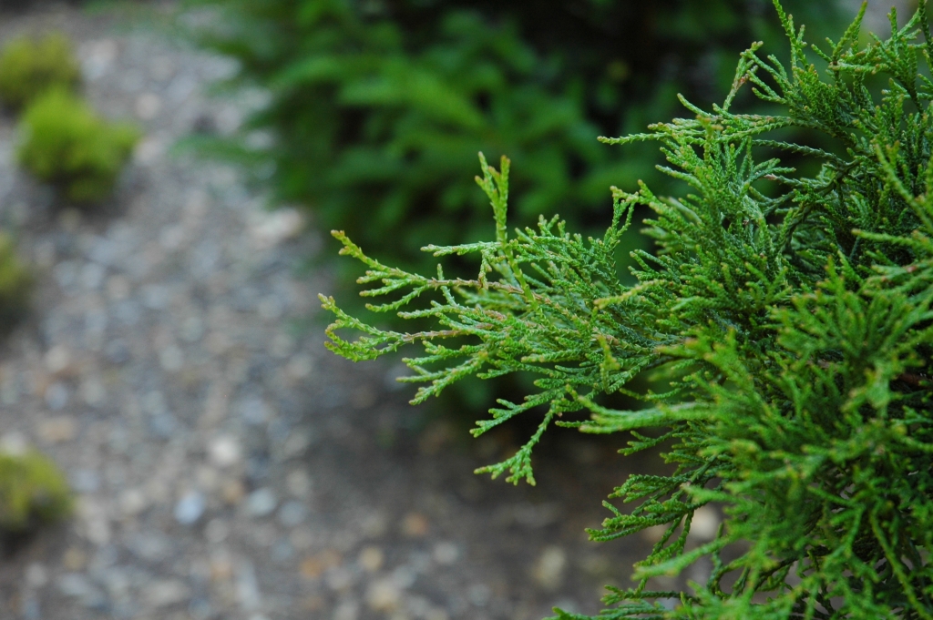 Chamaecyparis obtusa 