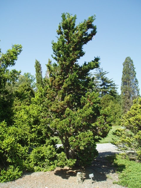 Chamaecyparis obtusa 