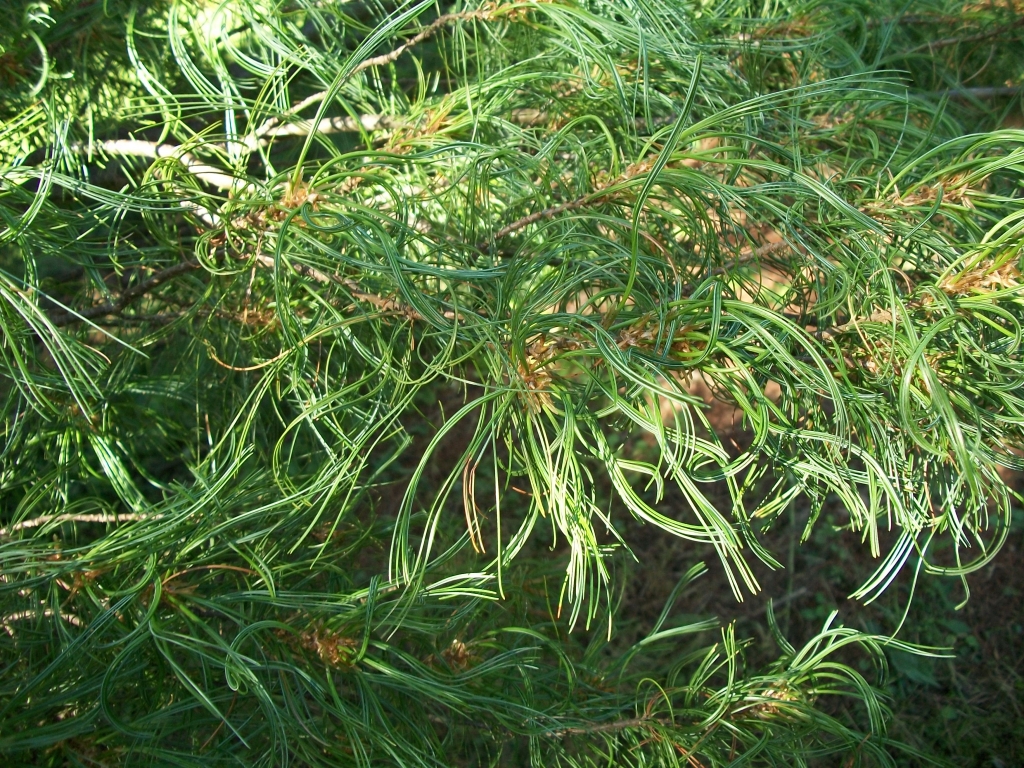 Pinus strobus 