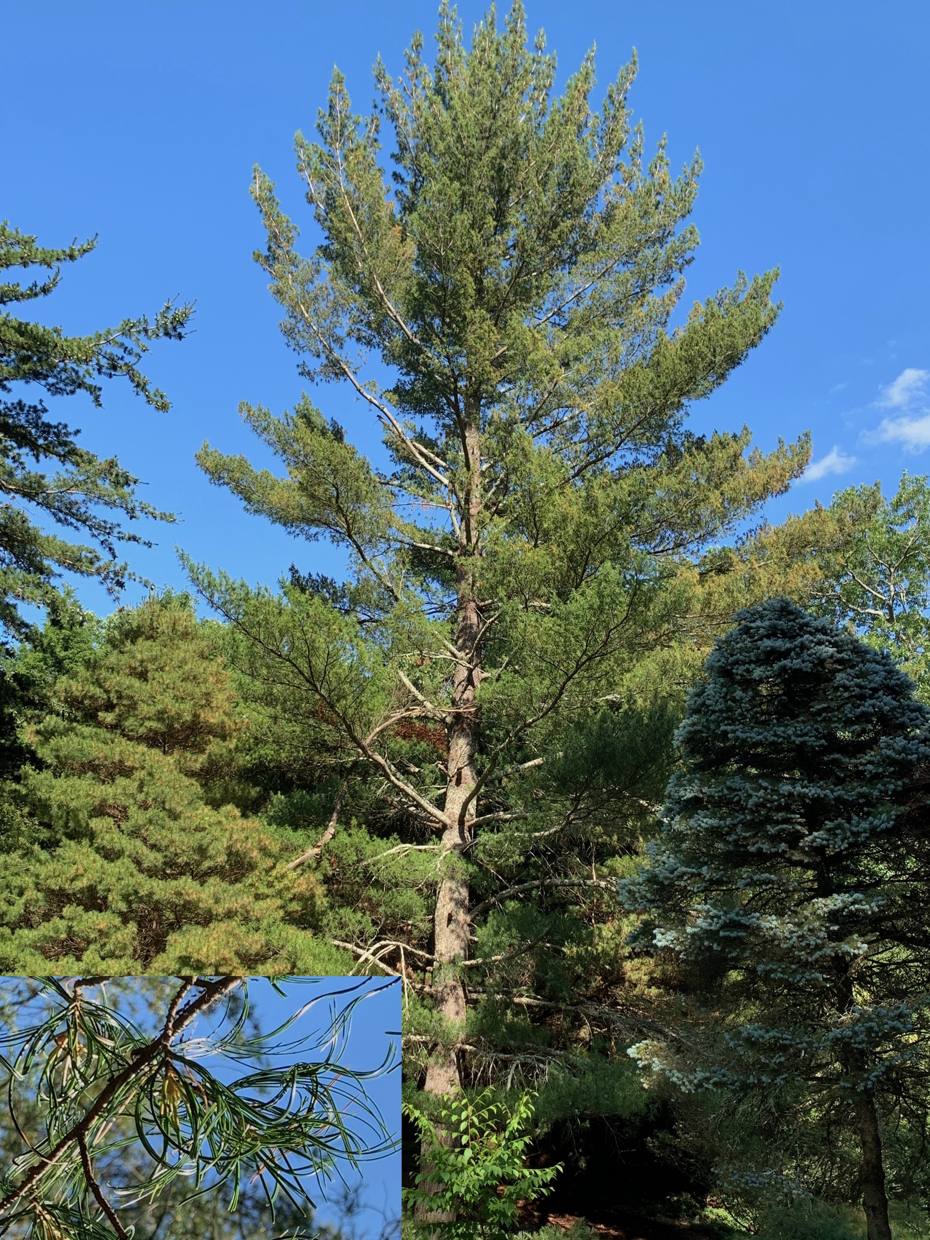 Pinus strobus 