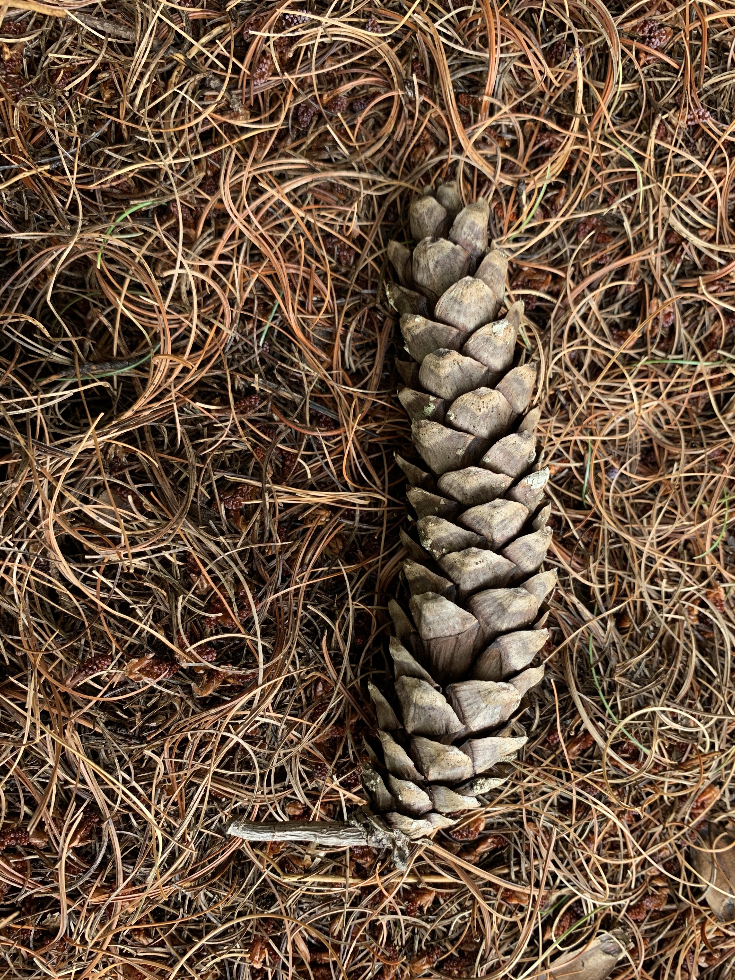 Pinus strobus 