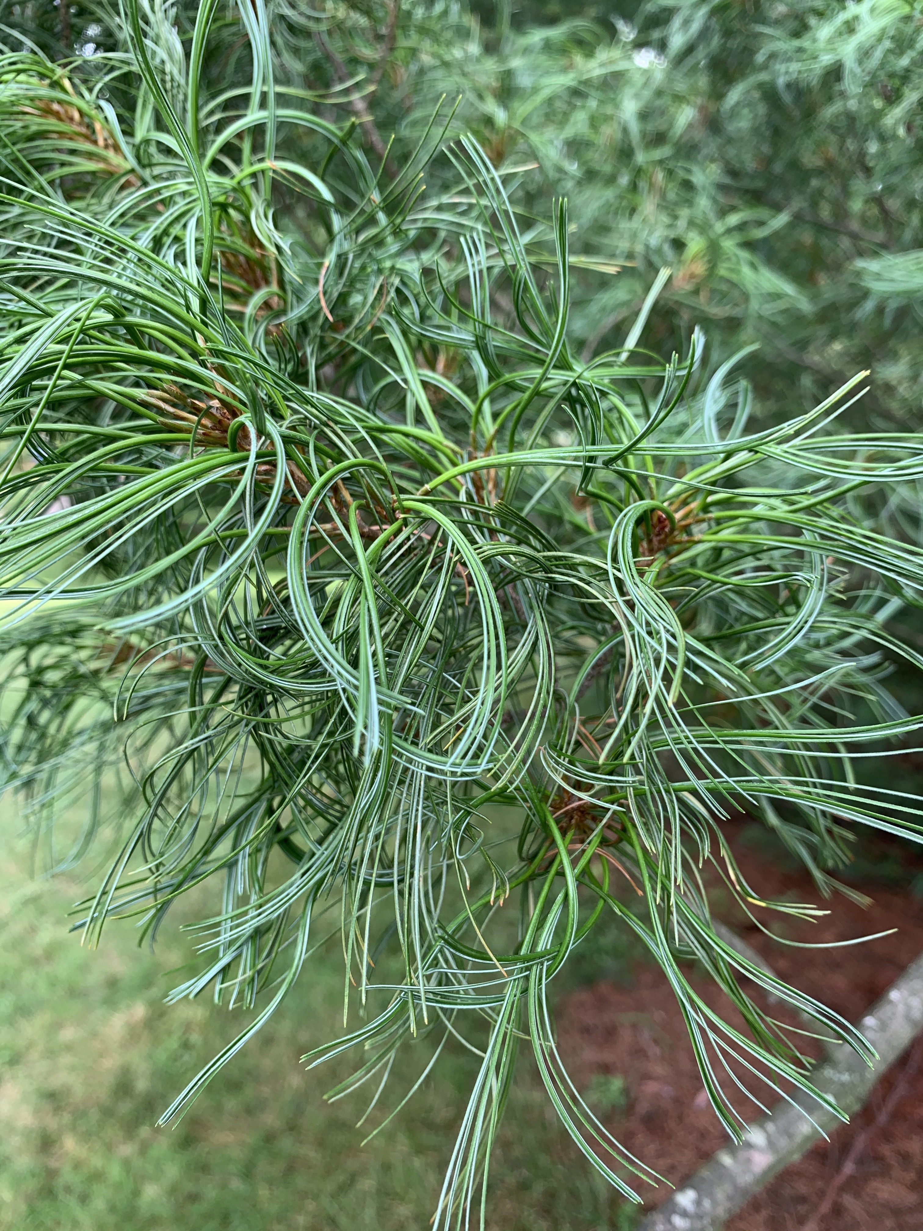 Pinus strobus 