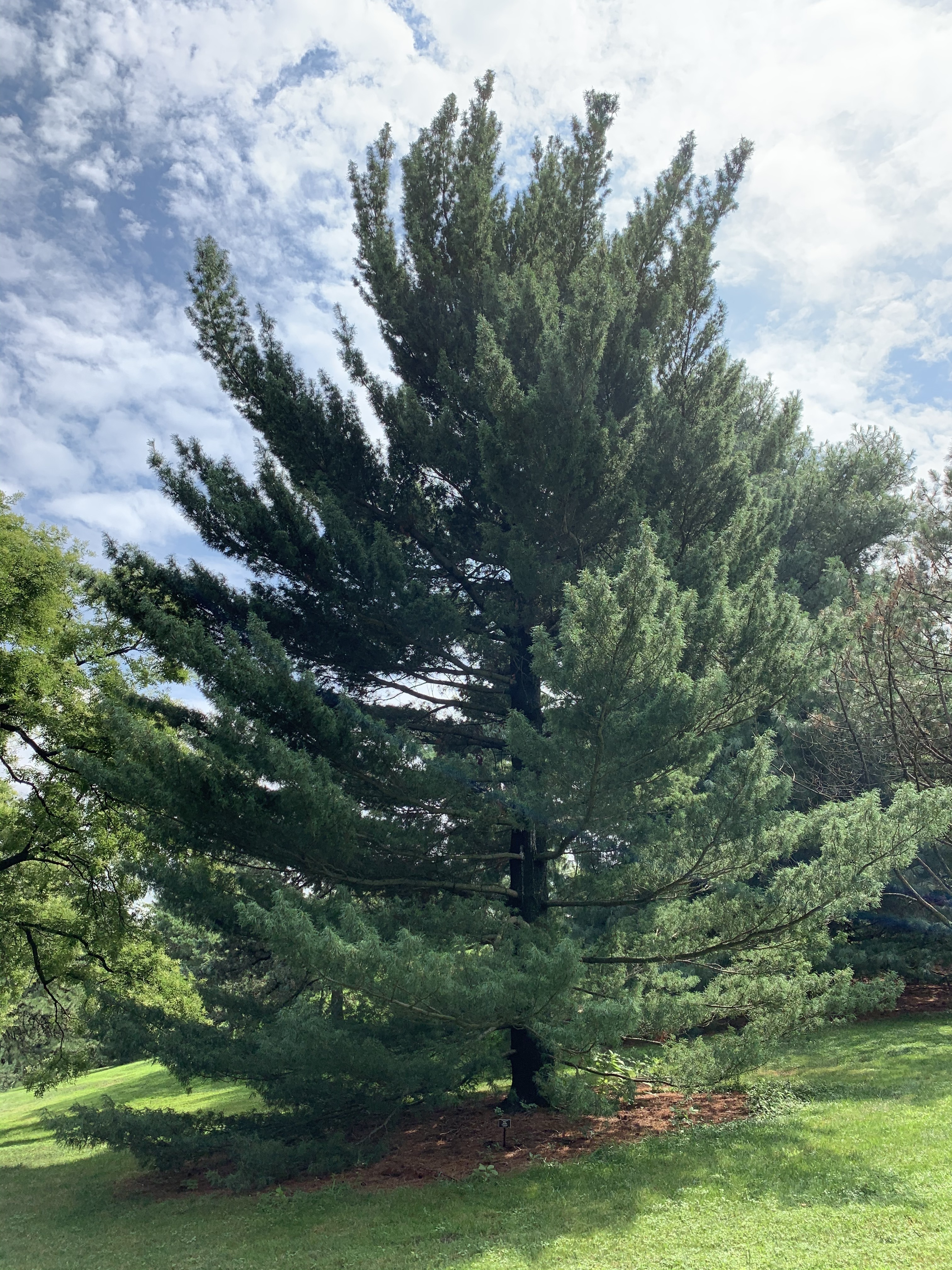 Pinus strobus 
