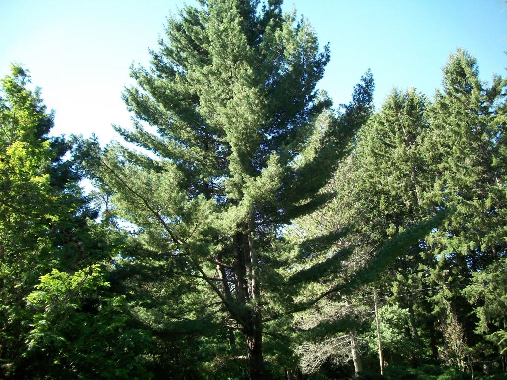 Pinus strobus 