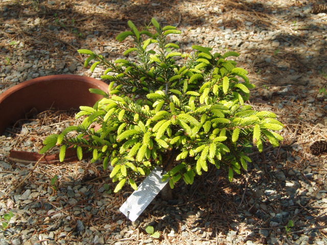 Picea orientalis 