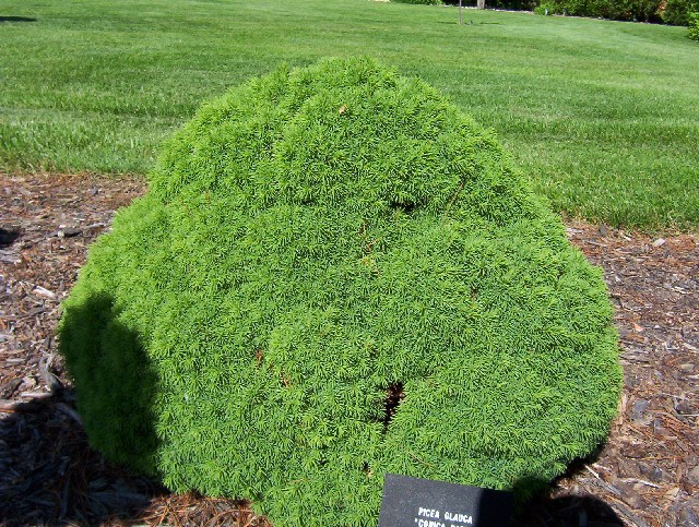 Picea glauca 
