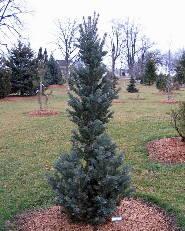 Abies concolor 
