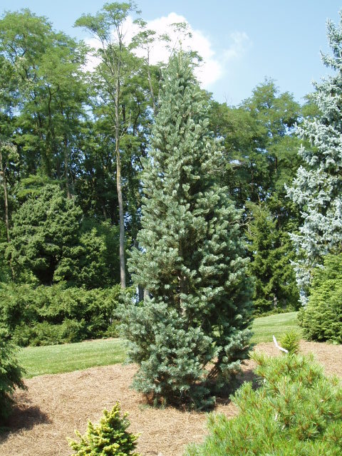 Abies concolor 