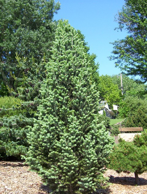 Abies concolor 