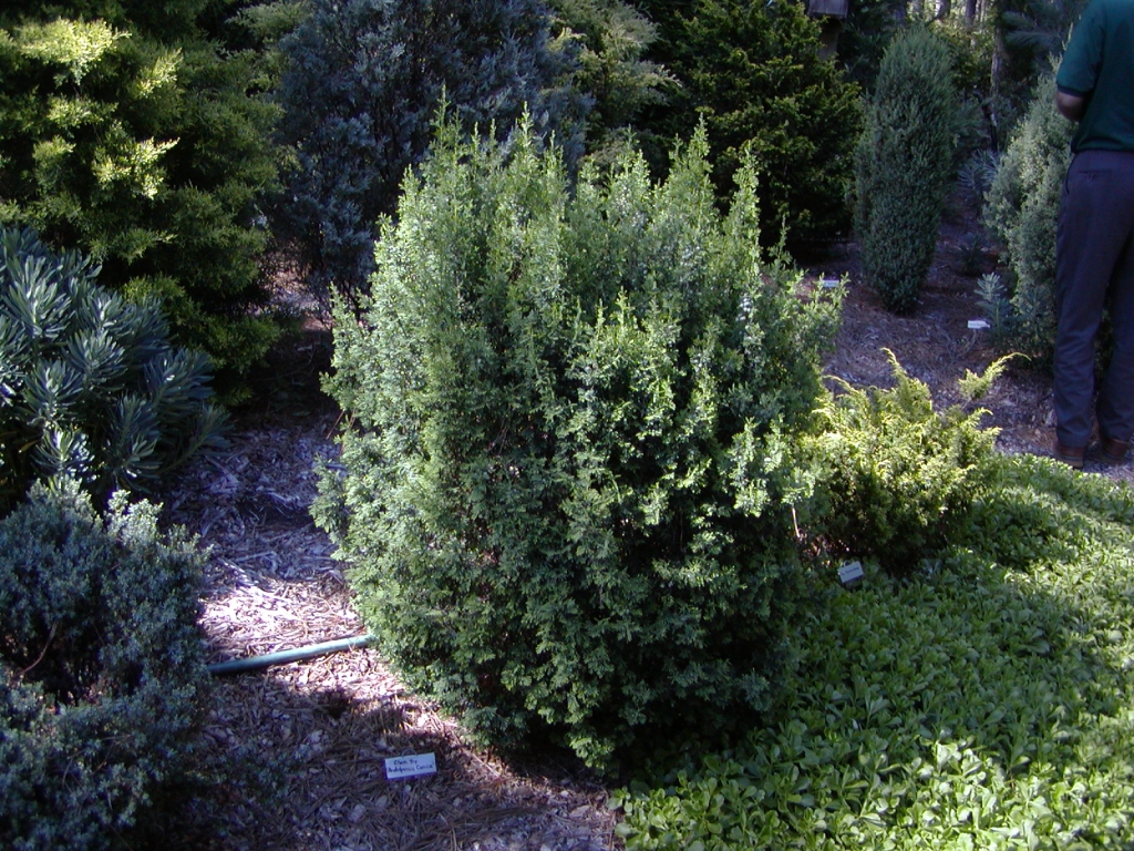 Chamaecyparis thyoides 
