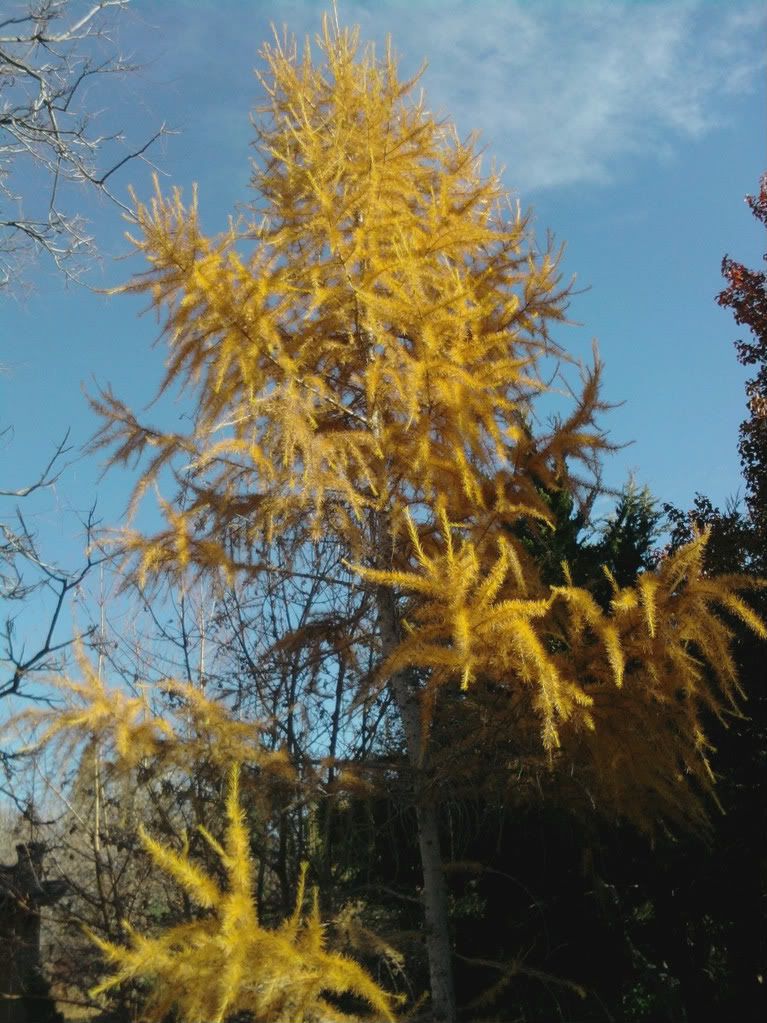 Larix sibirica 
