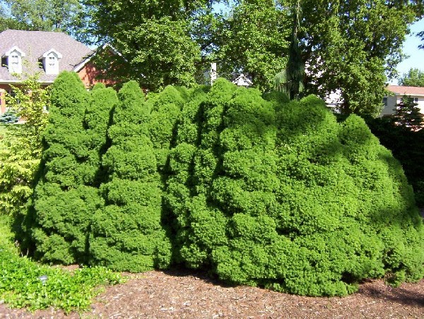 Picea glauca 