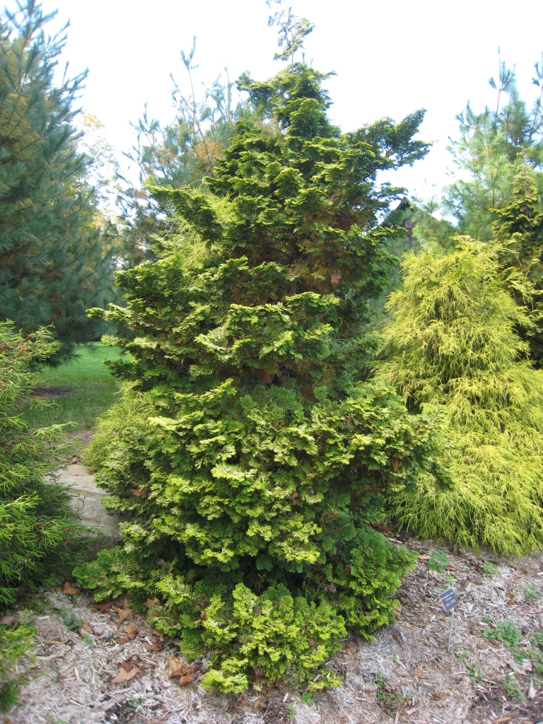 Chamaecyparis obtusa 