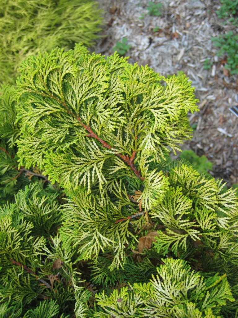Chamaecyparis obtusa 